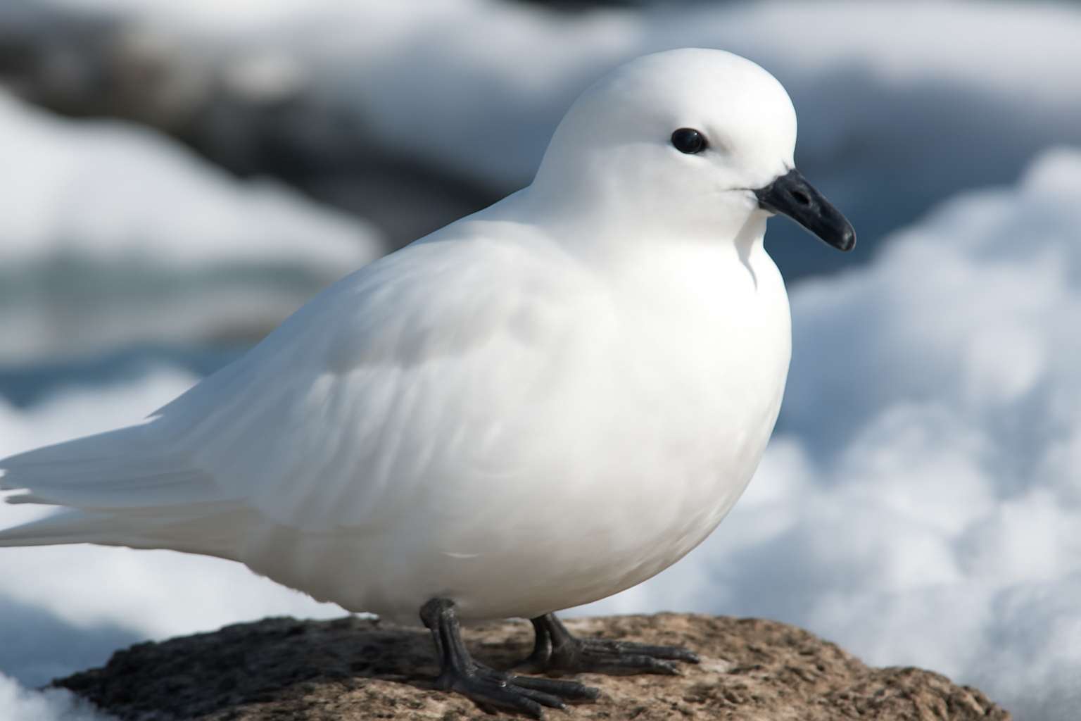 Snow Petrel