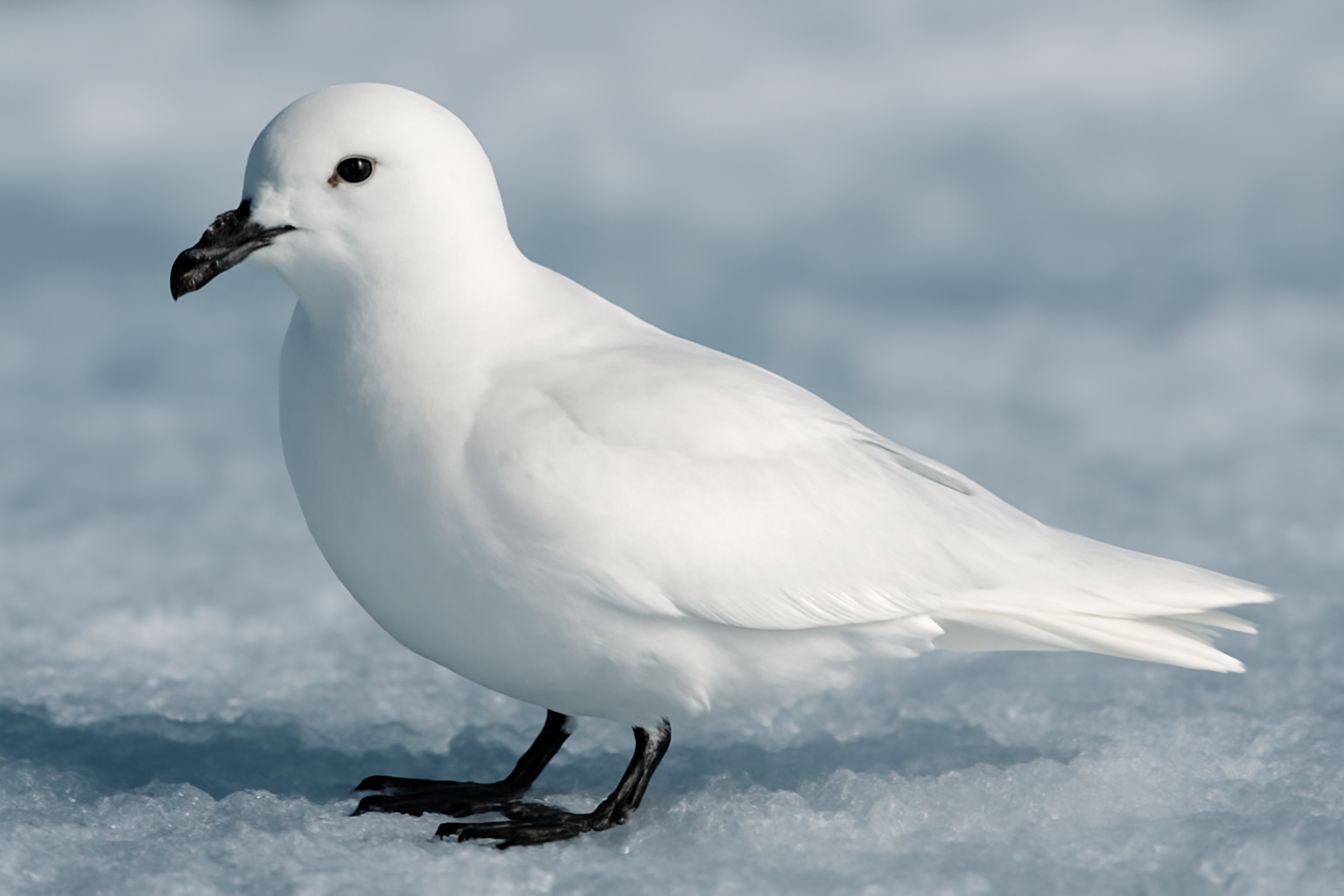 Greater Snow Petrel