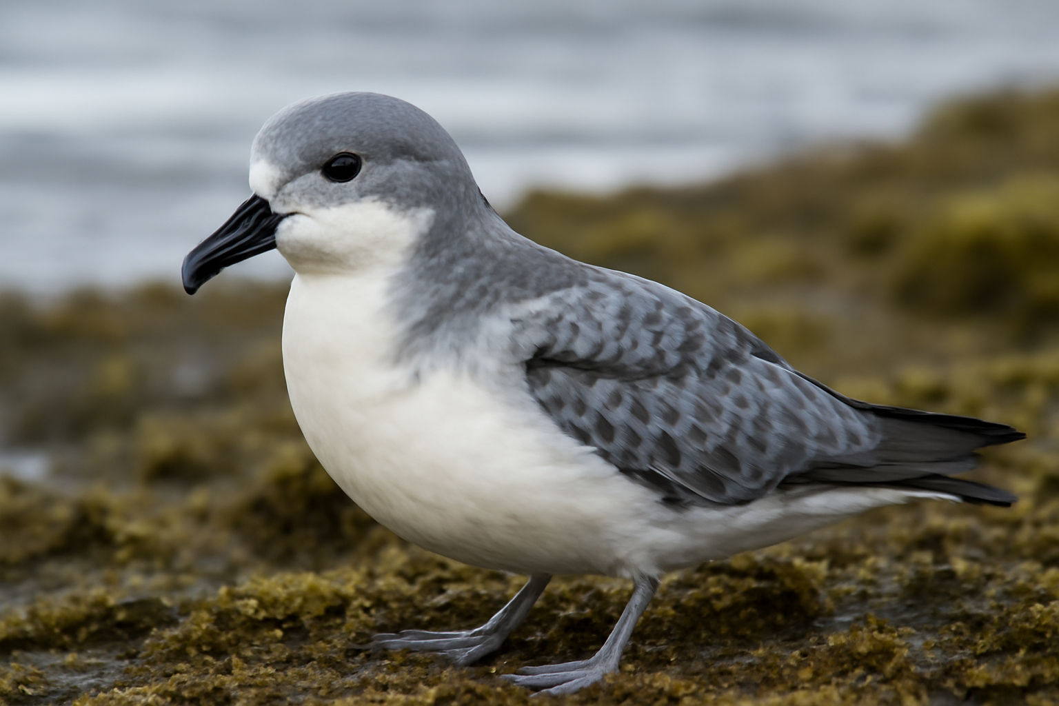 Blue Petrel