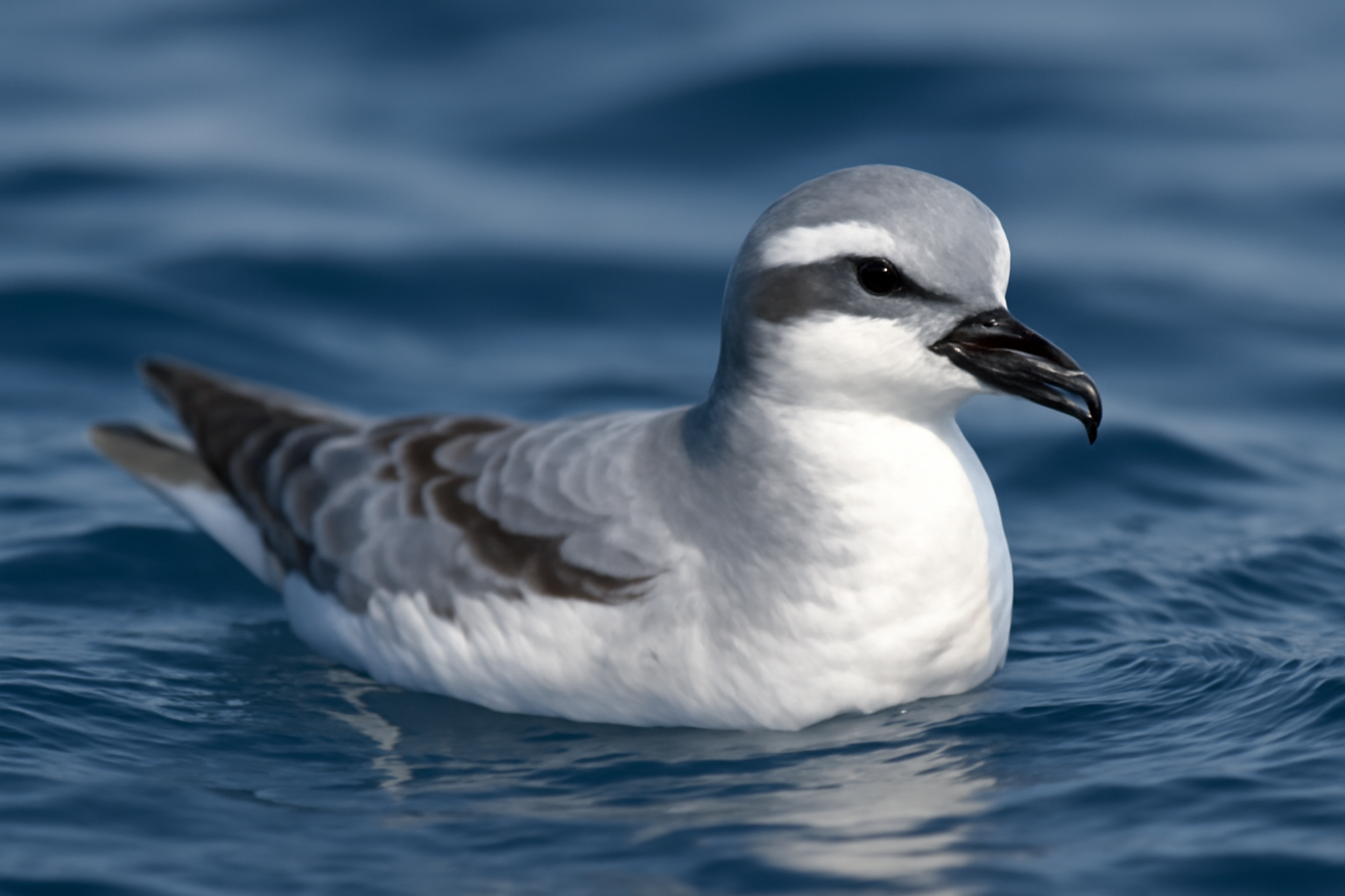 Broad-billed Prion