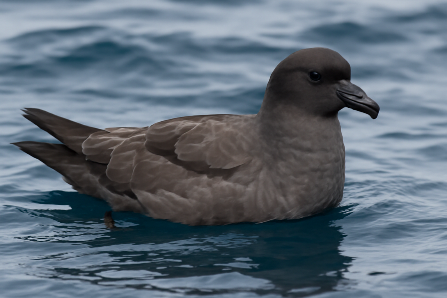 Kerguelen Petrel