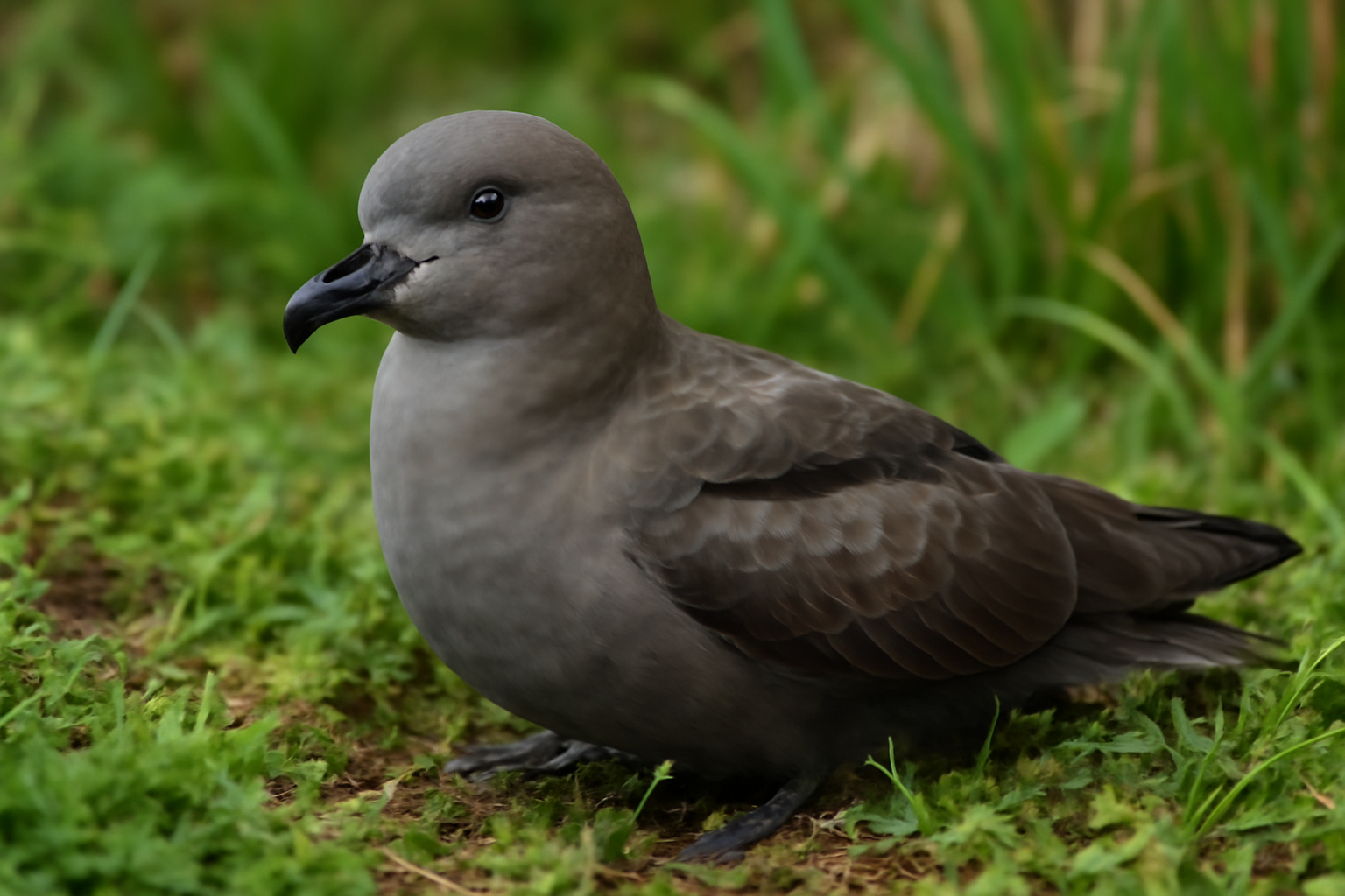 Grey-faced Petrel