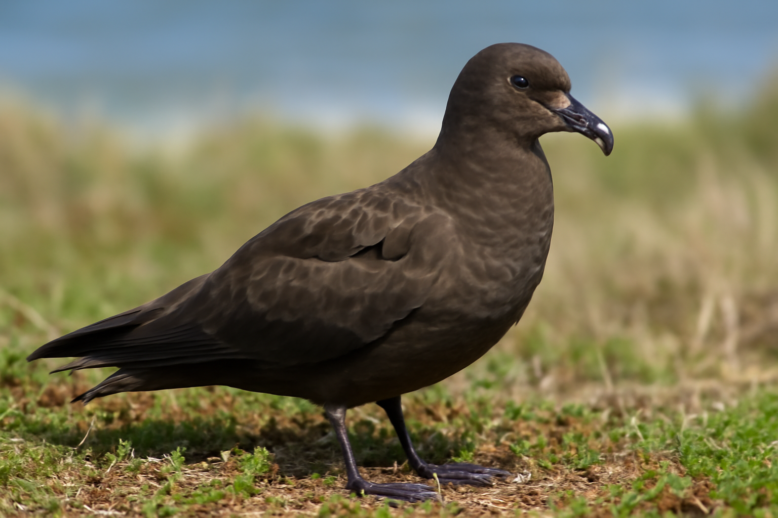 Great-winged Petrel