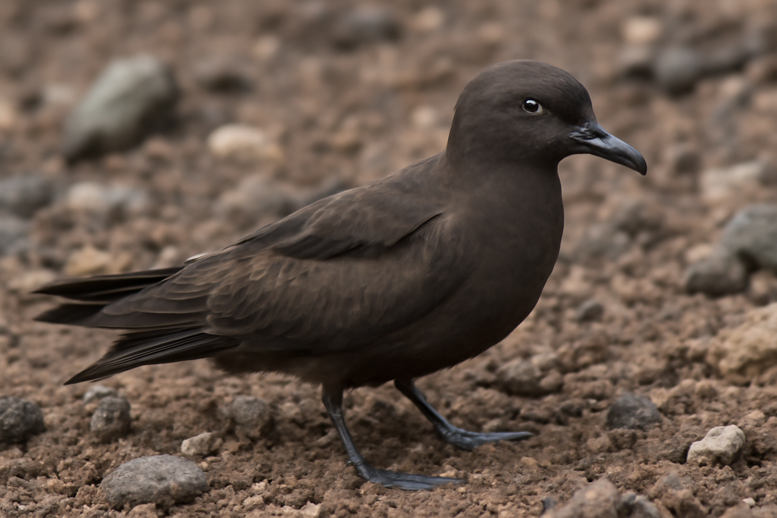 Bulwer's Petrel