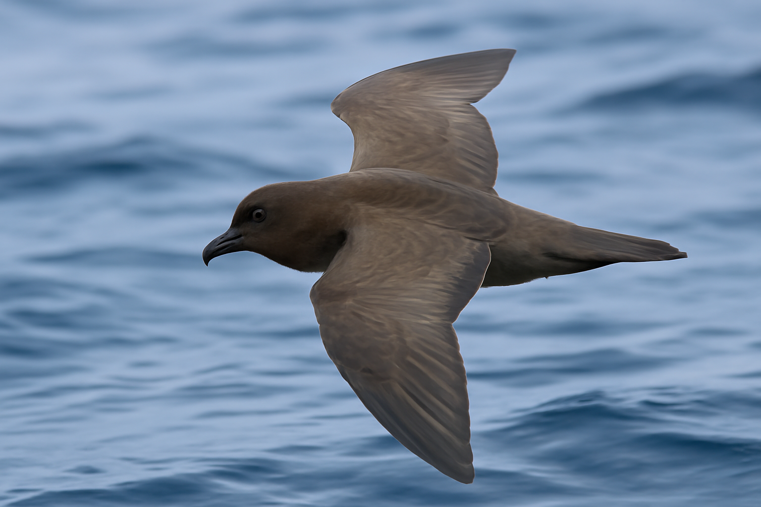 Jouanin's Petrel