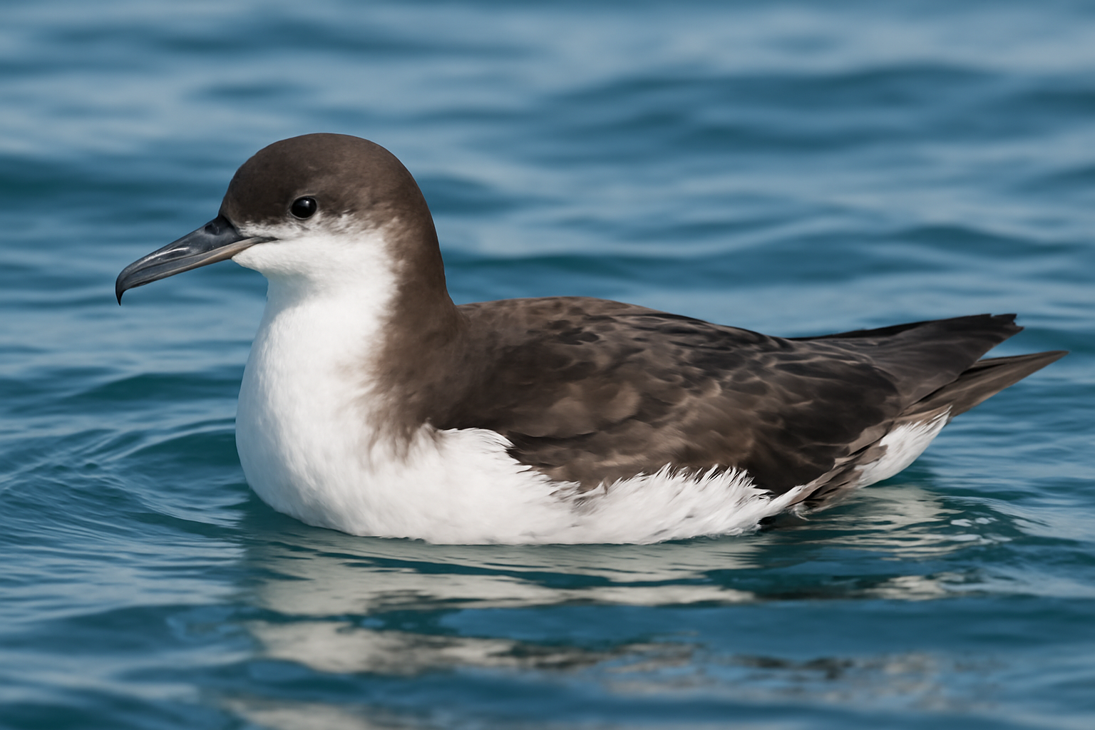 Manx Shearwater
