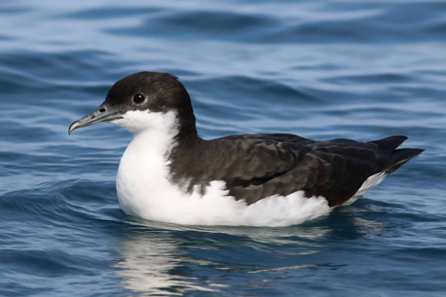 Newell's Shearwater