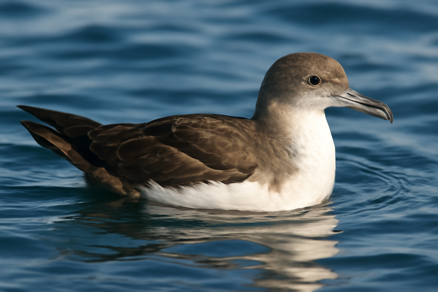 Balearic Shearwater