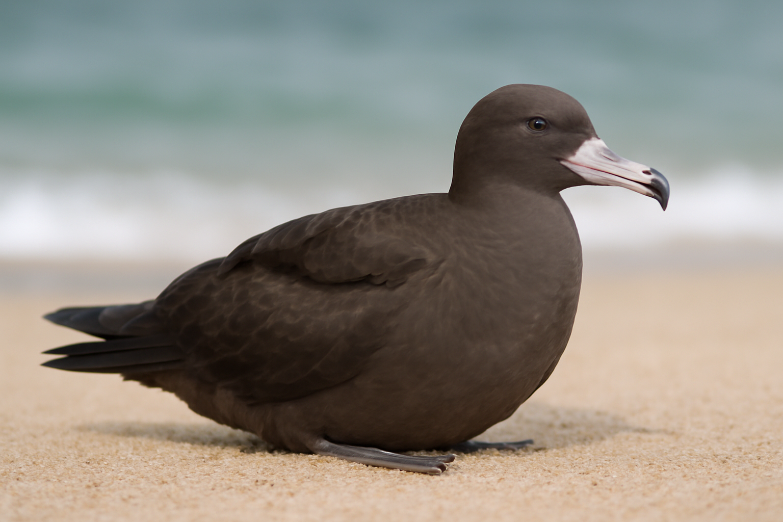 Flesh-footed Shearwater