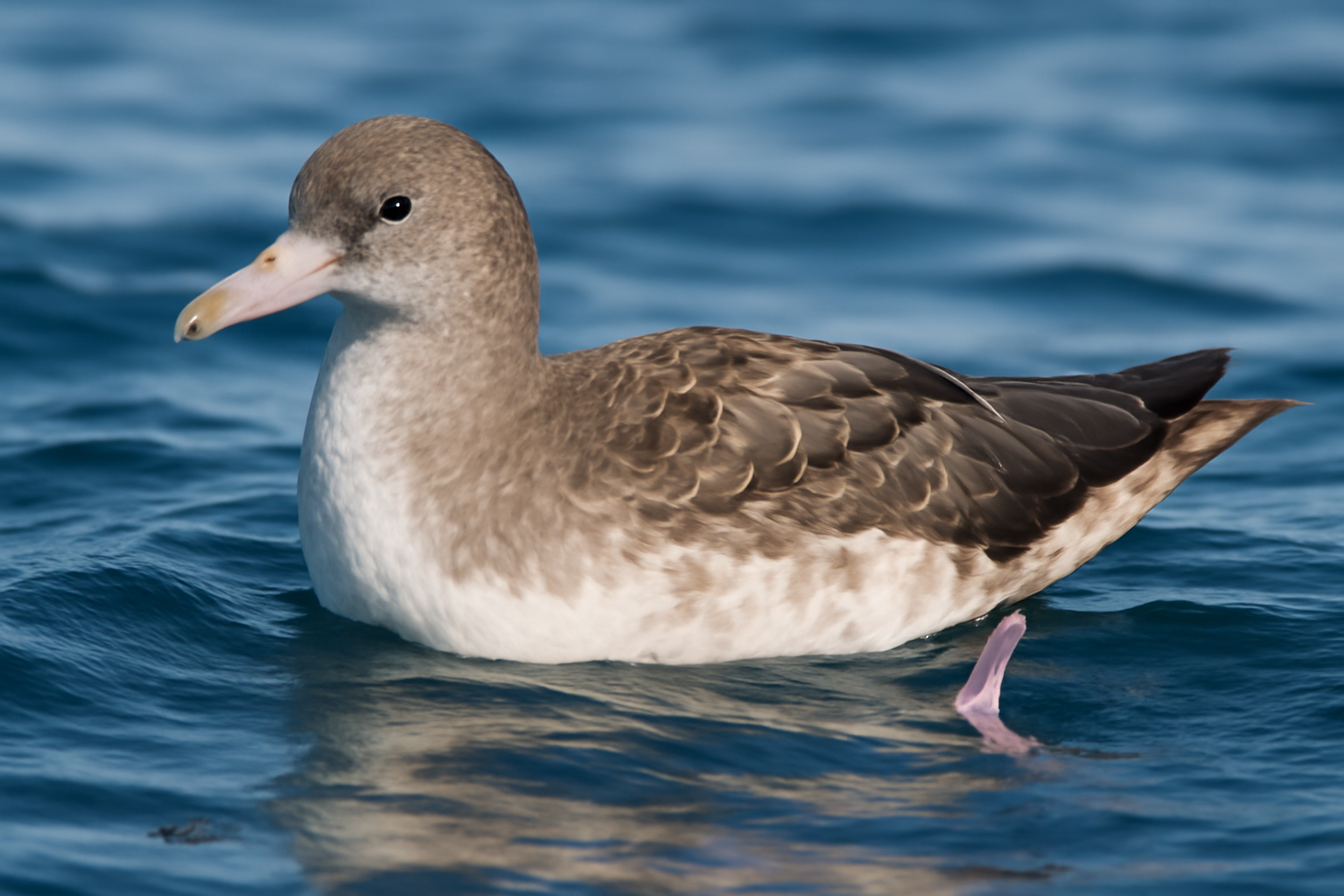Pink-footed Shearwater