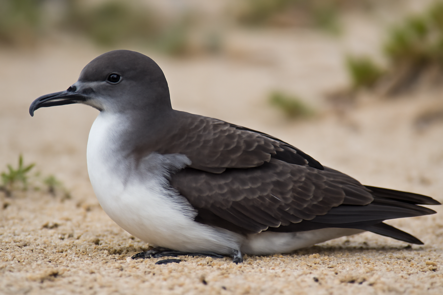 Wedge-tailed Shearwater