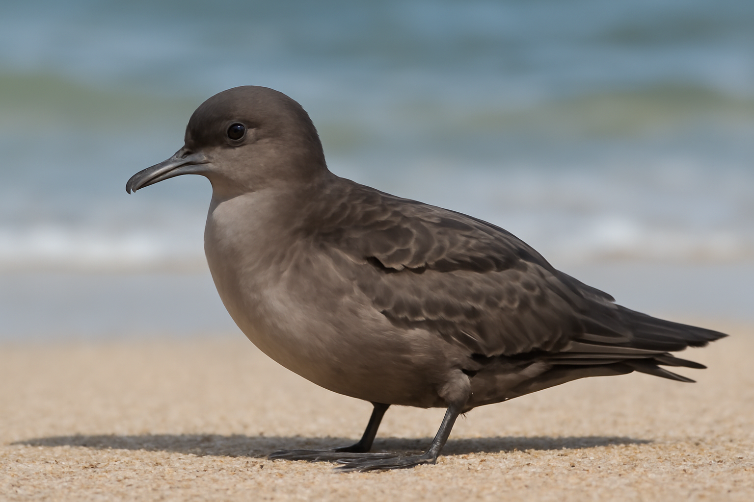 Short-tailed Shearwater