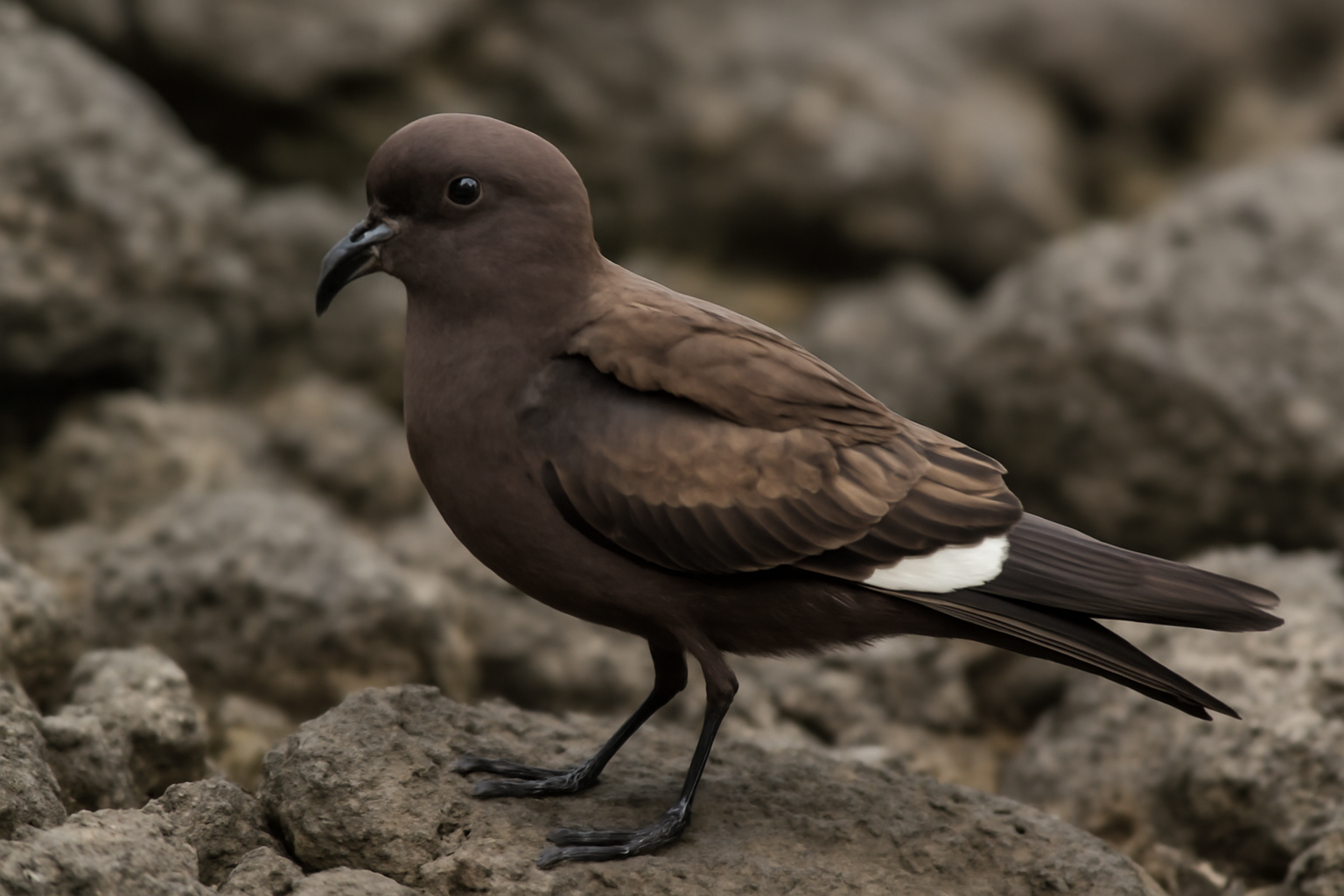 Band-rumped Storm Petrel