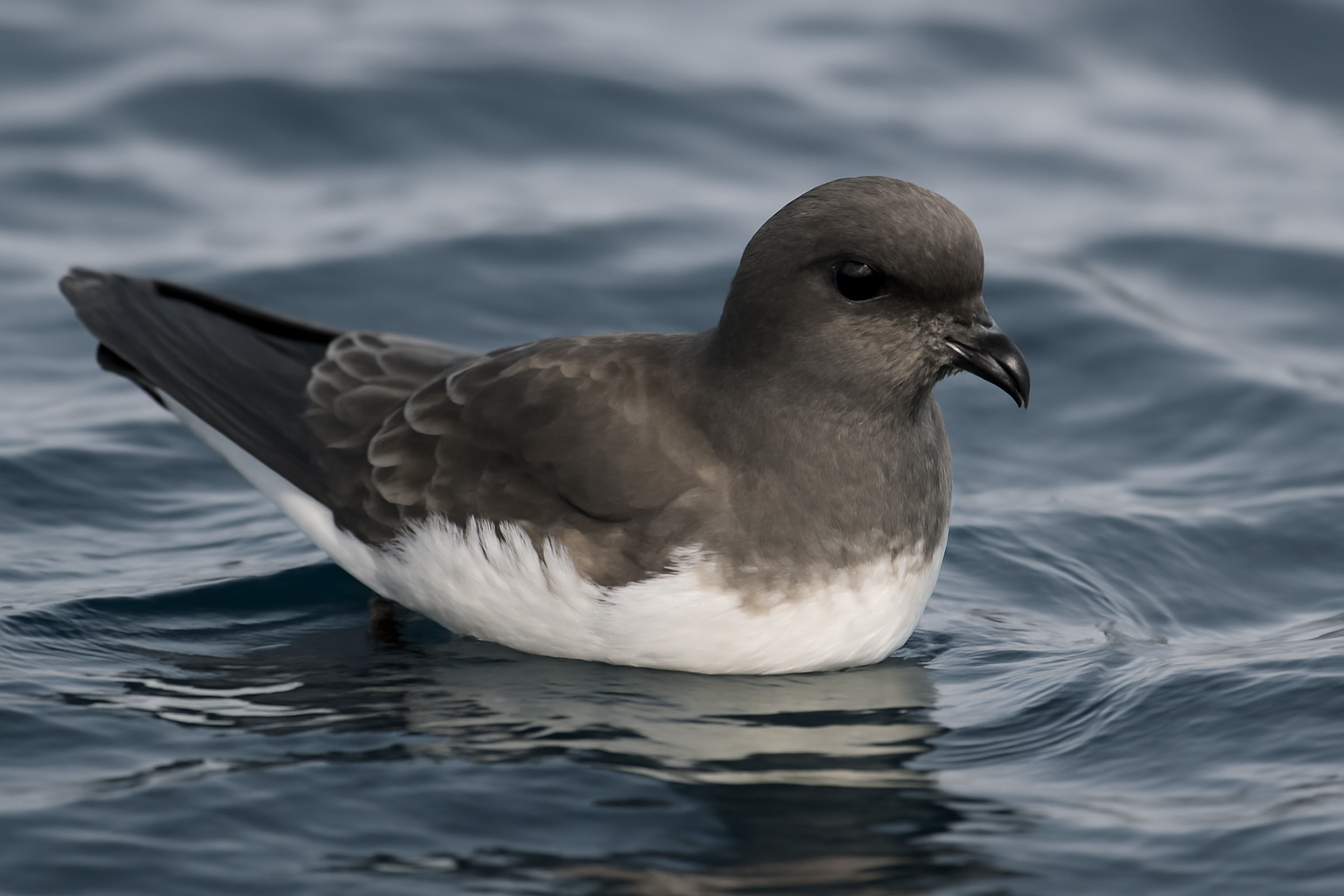 Madeiran Storm Petrel