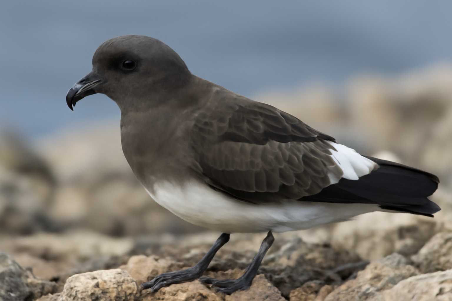 Cape Verde Storm Petrel