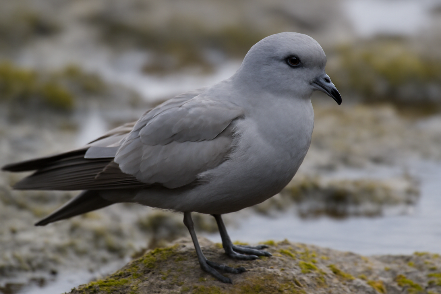 Fork-tailed Storm Petrel