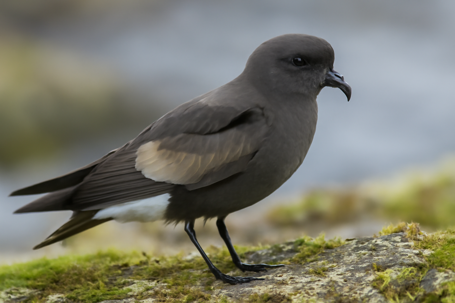 Leach's Storm Petrel