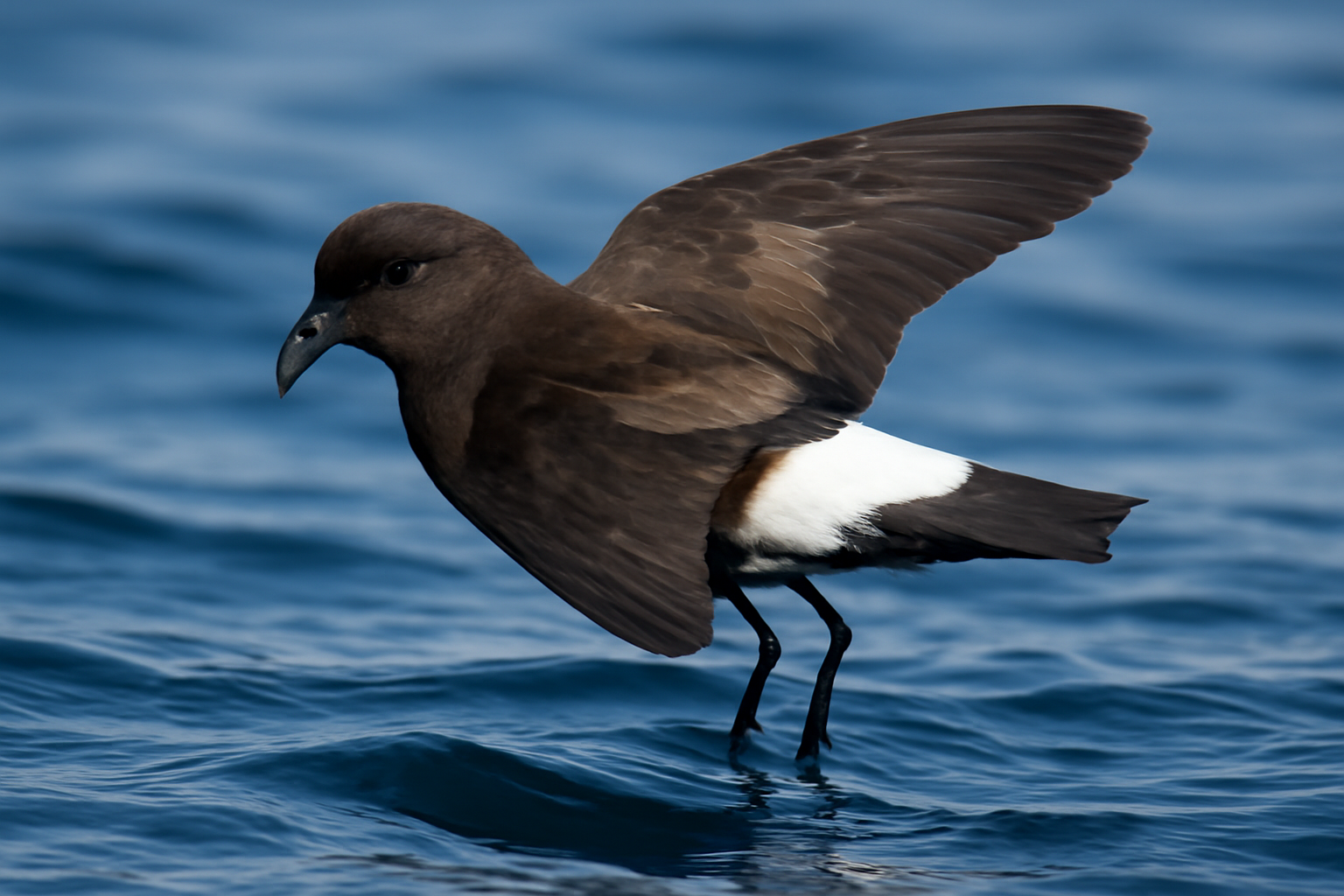 Wilson's Storm Petrel