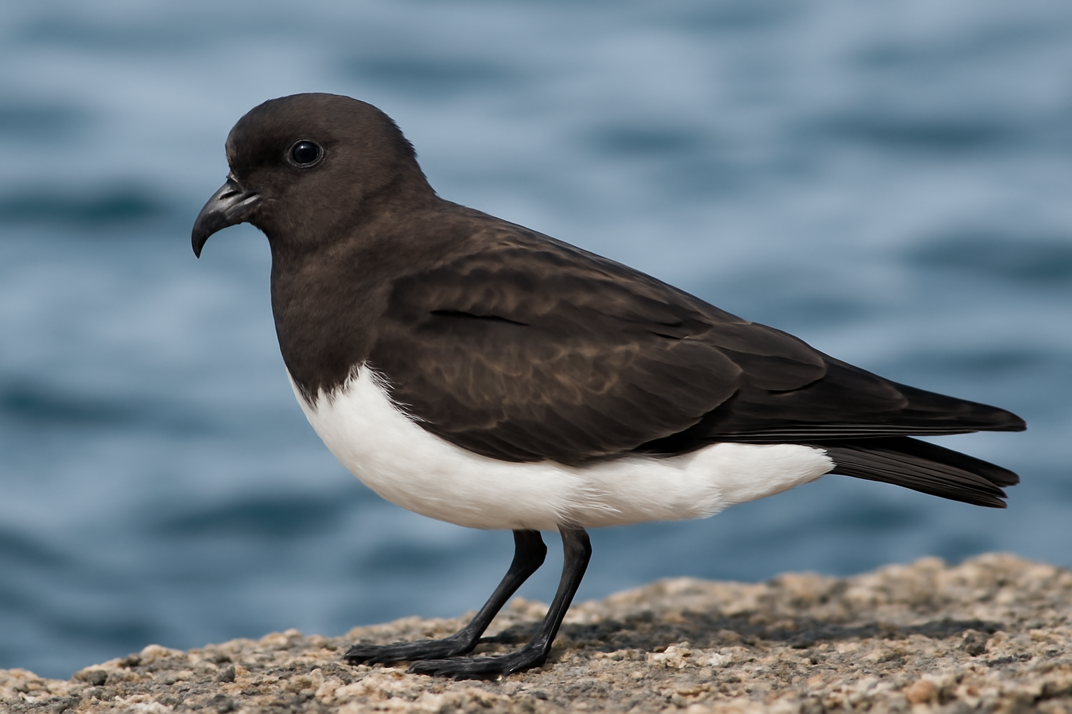 Black-bellied Storm Petrel