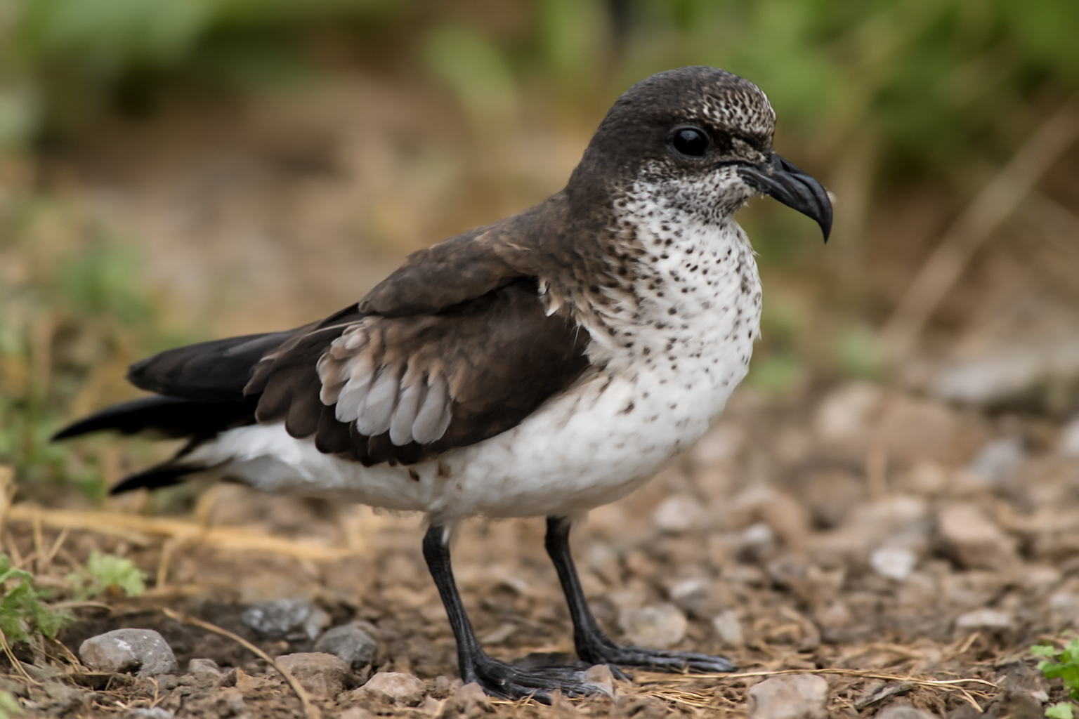 Polynesian Storm Petrel