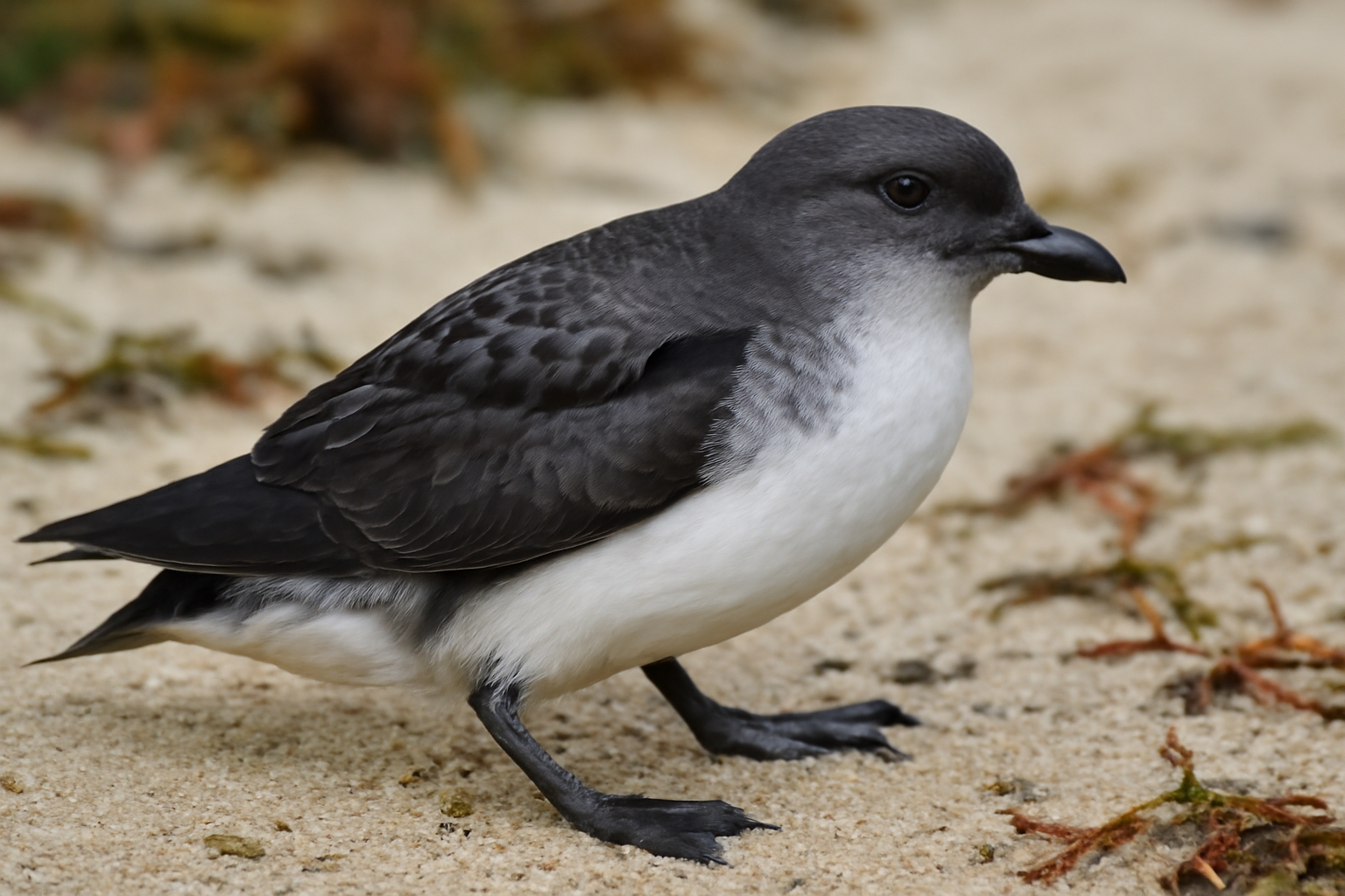 South Georgian Diving Petrel