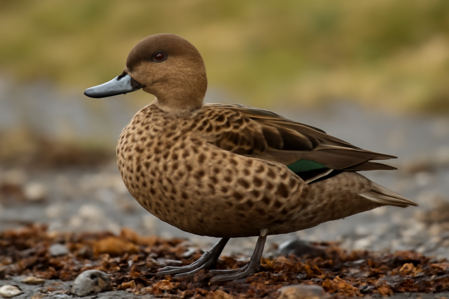 South Georgia Pintail