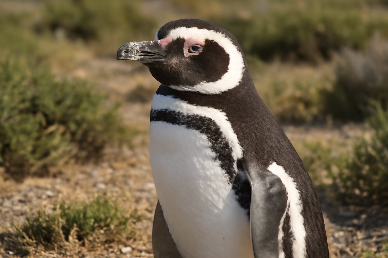 Magellanic Penguin