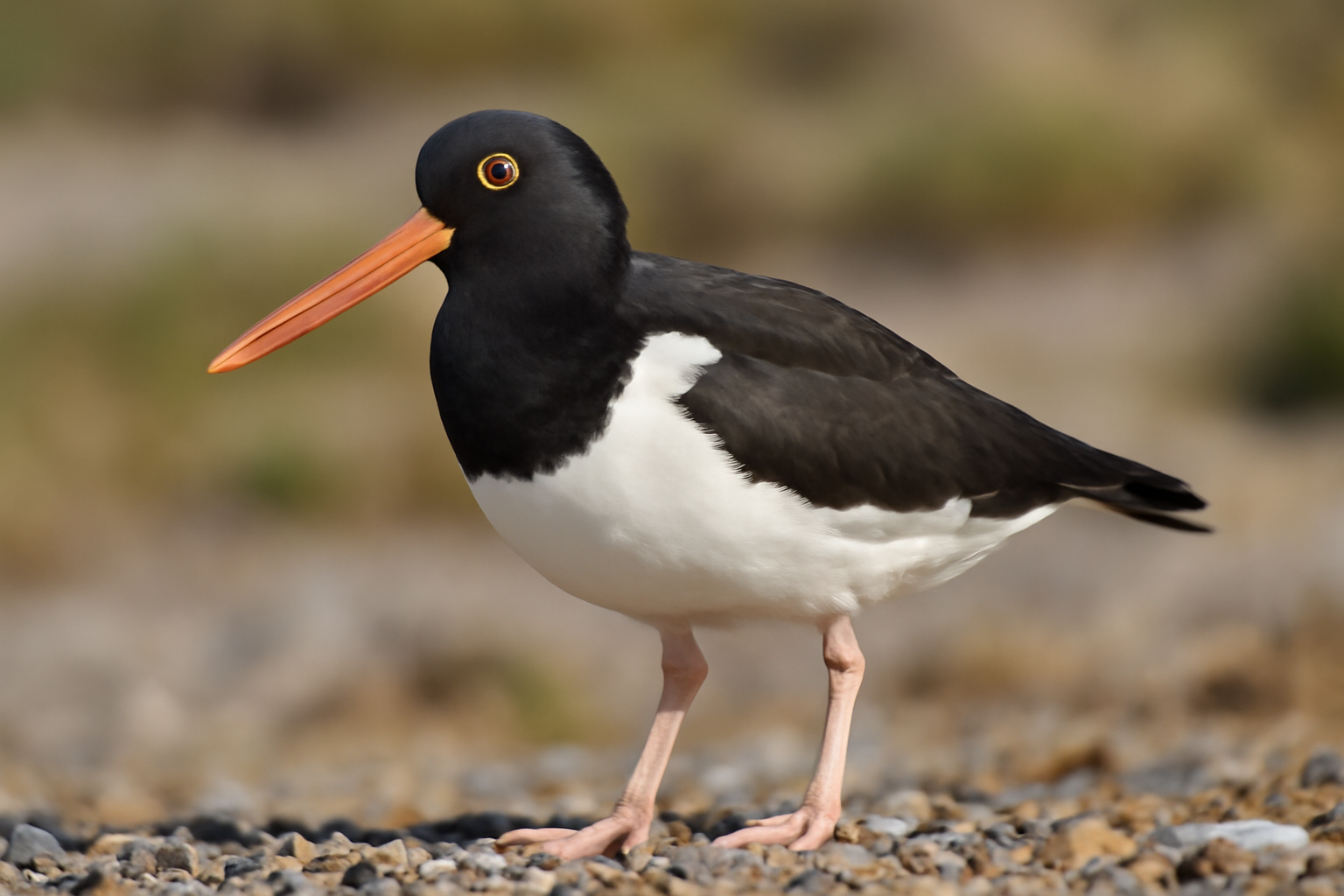 Magellanic Oystercatcher