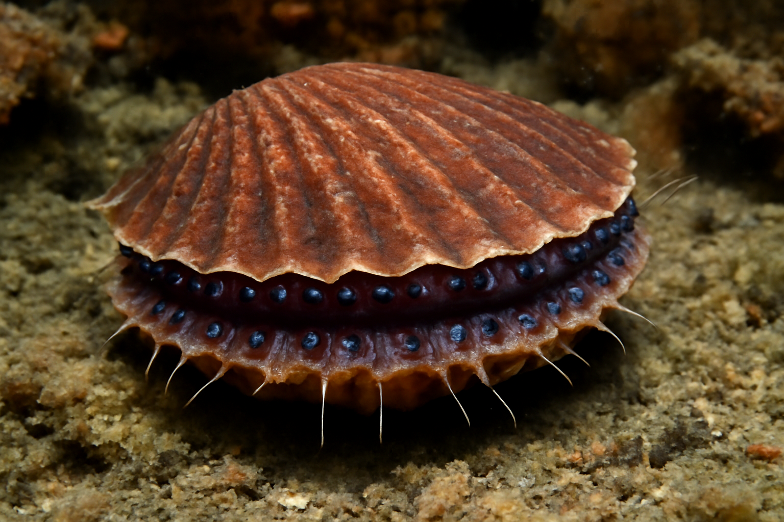 Peruvian scallop