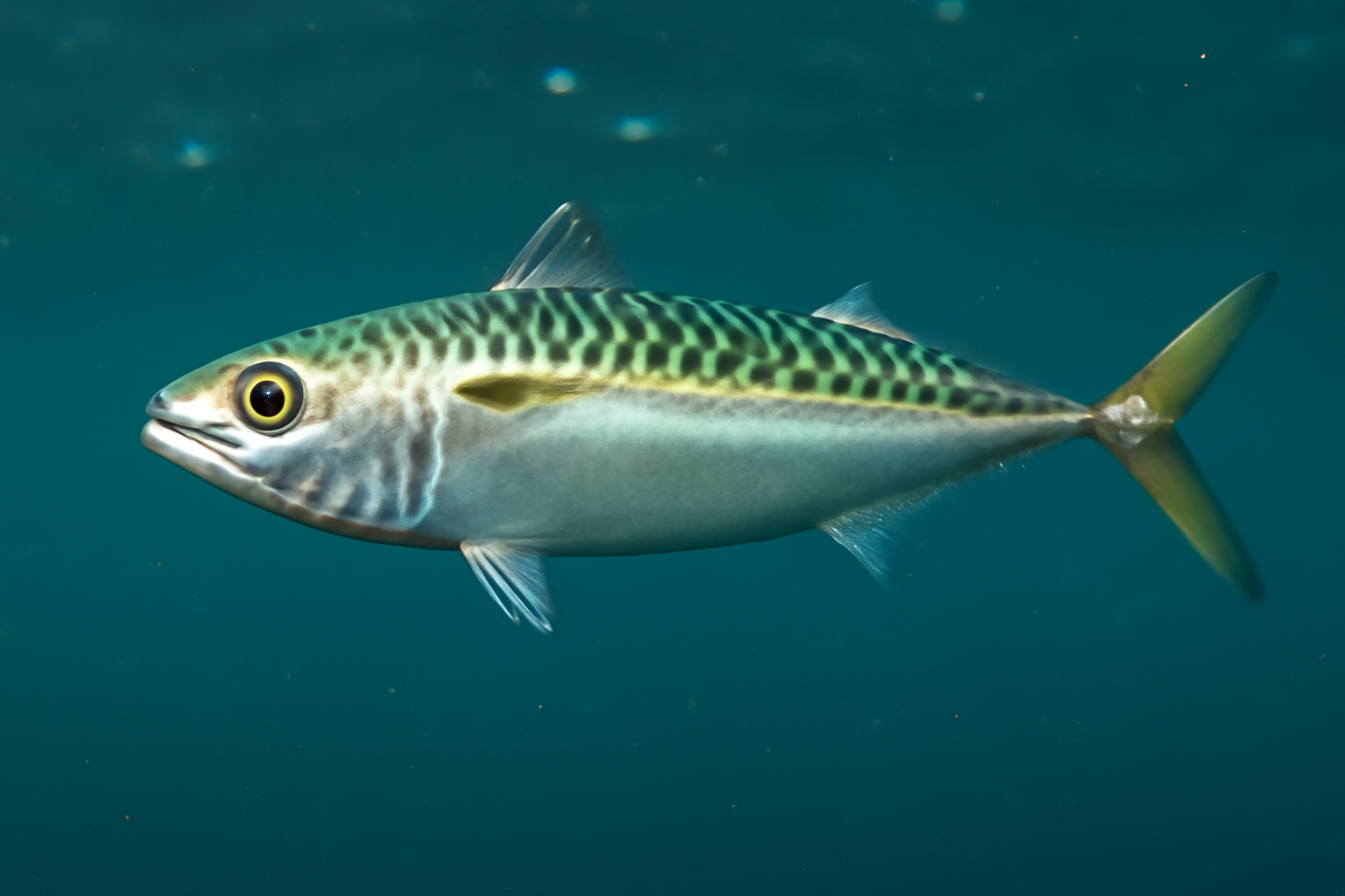 Peruvian chub mackerel