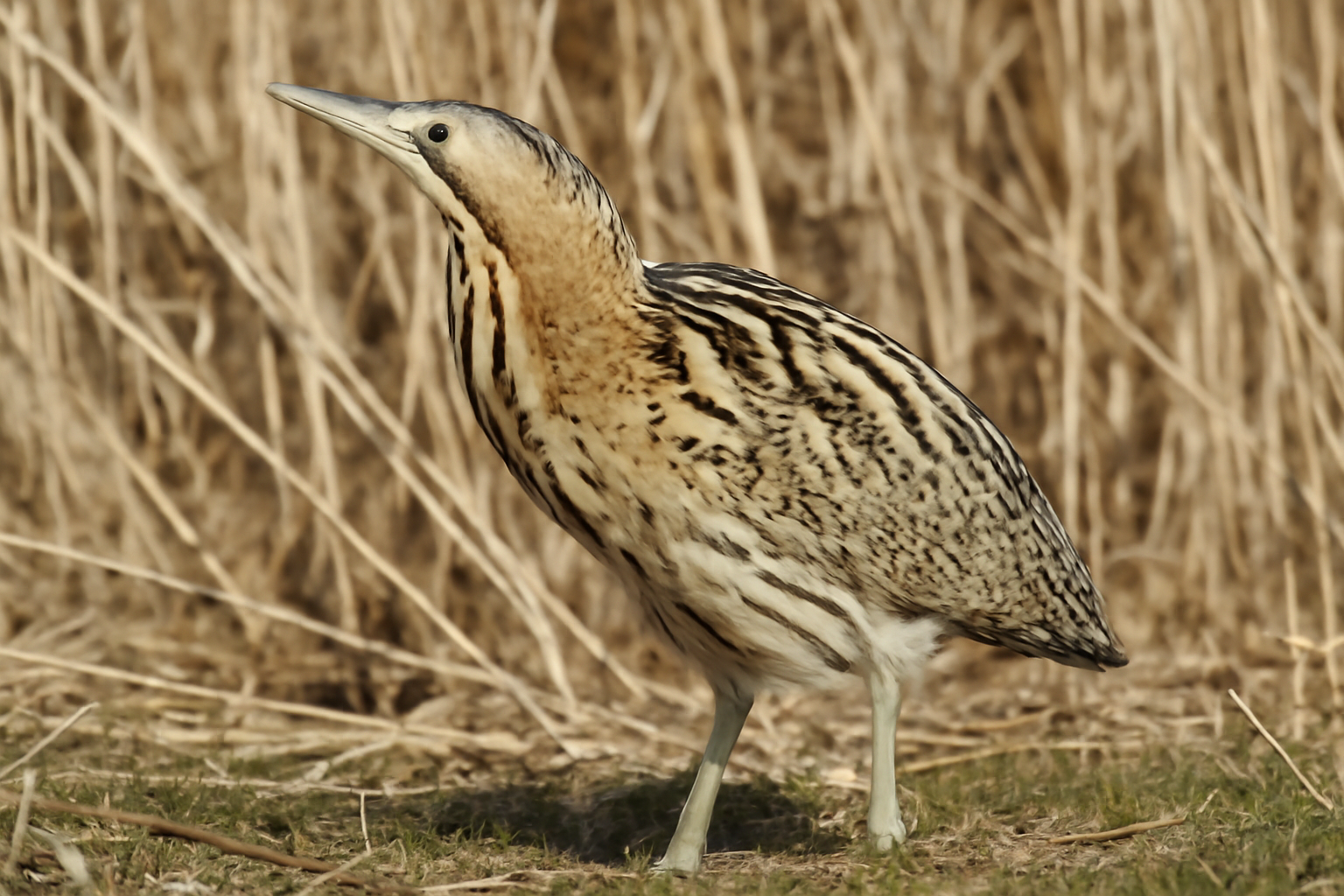 Great Bittern