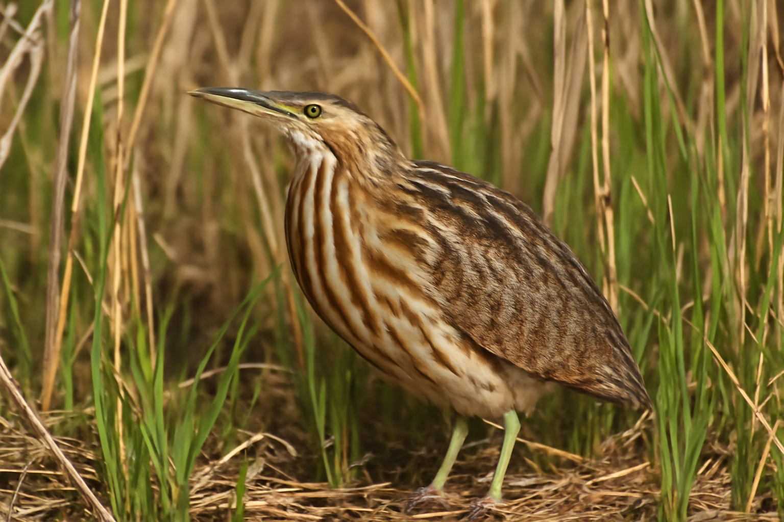 American Bittern