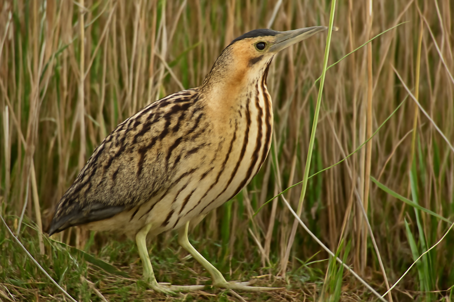Australasian Bittern