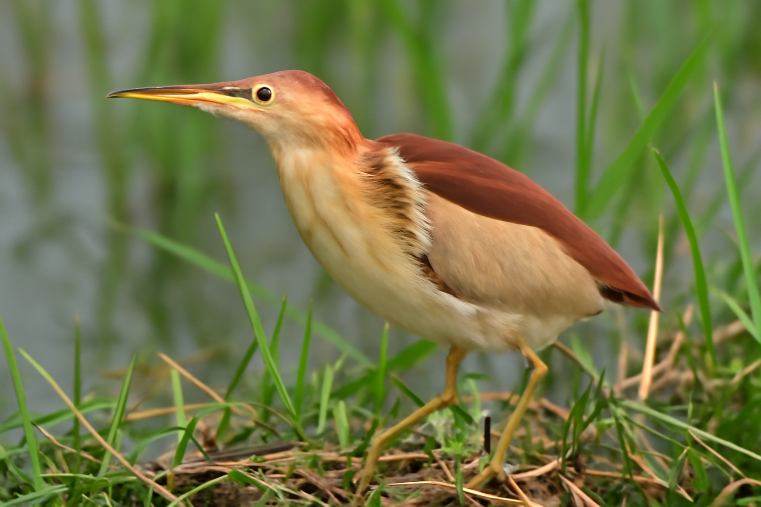 Yellow Bittern