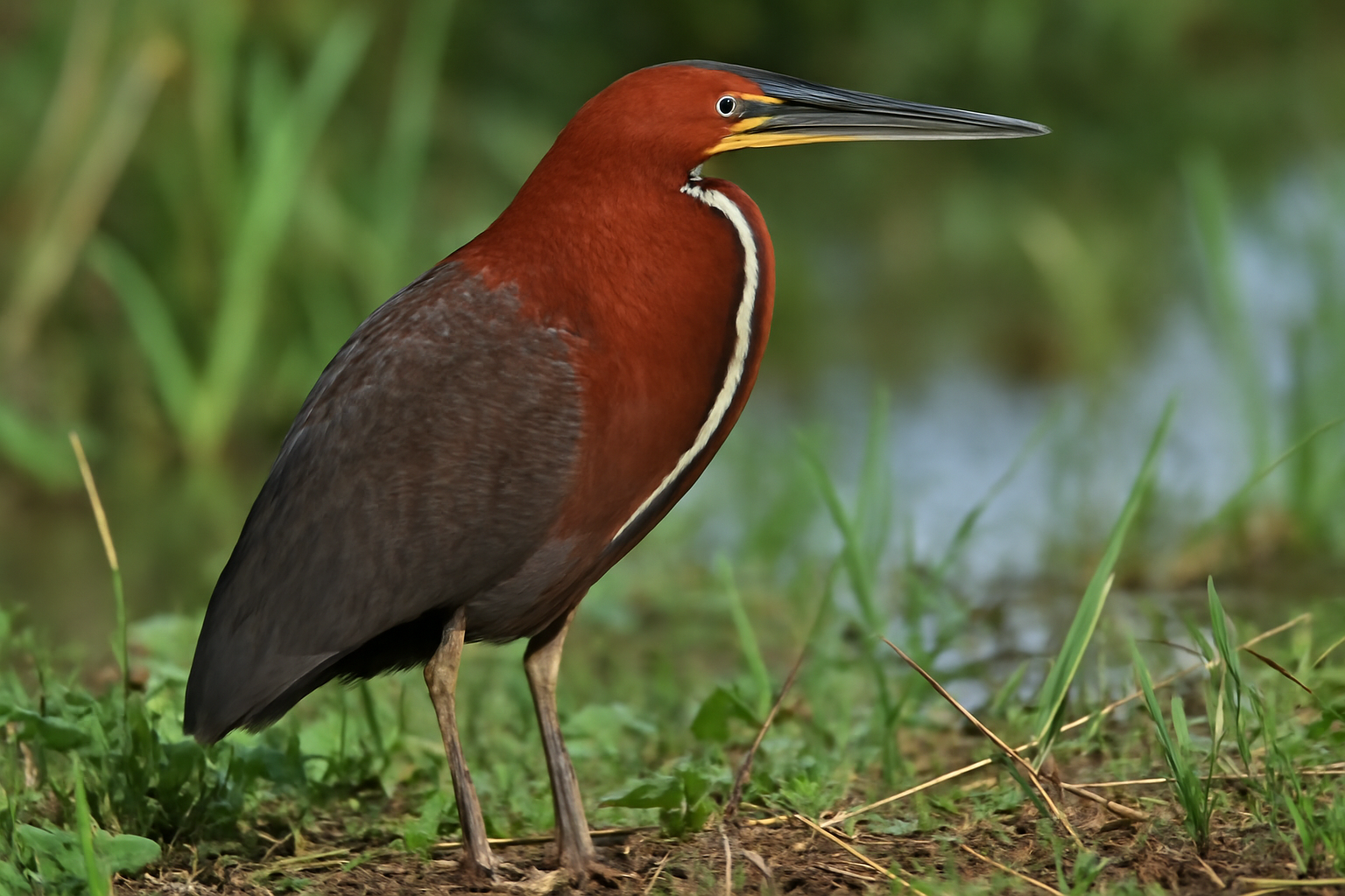 Rufescent Tiger Heron