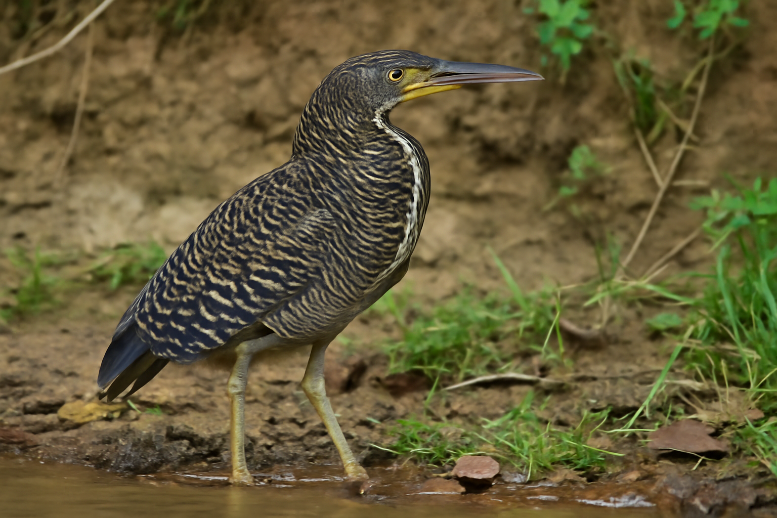 Fasciated Tiger Heron