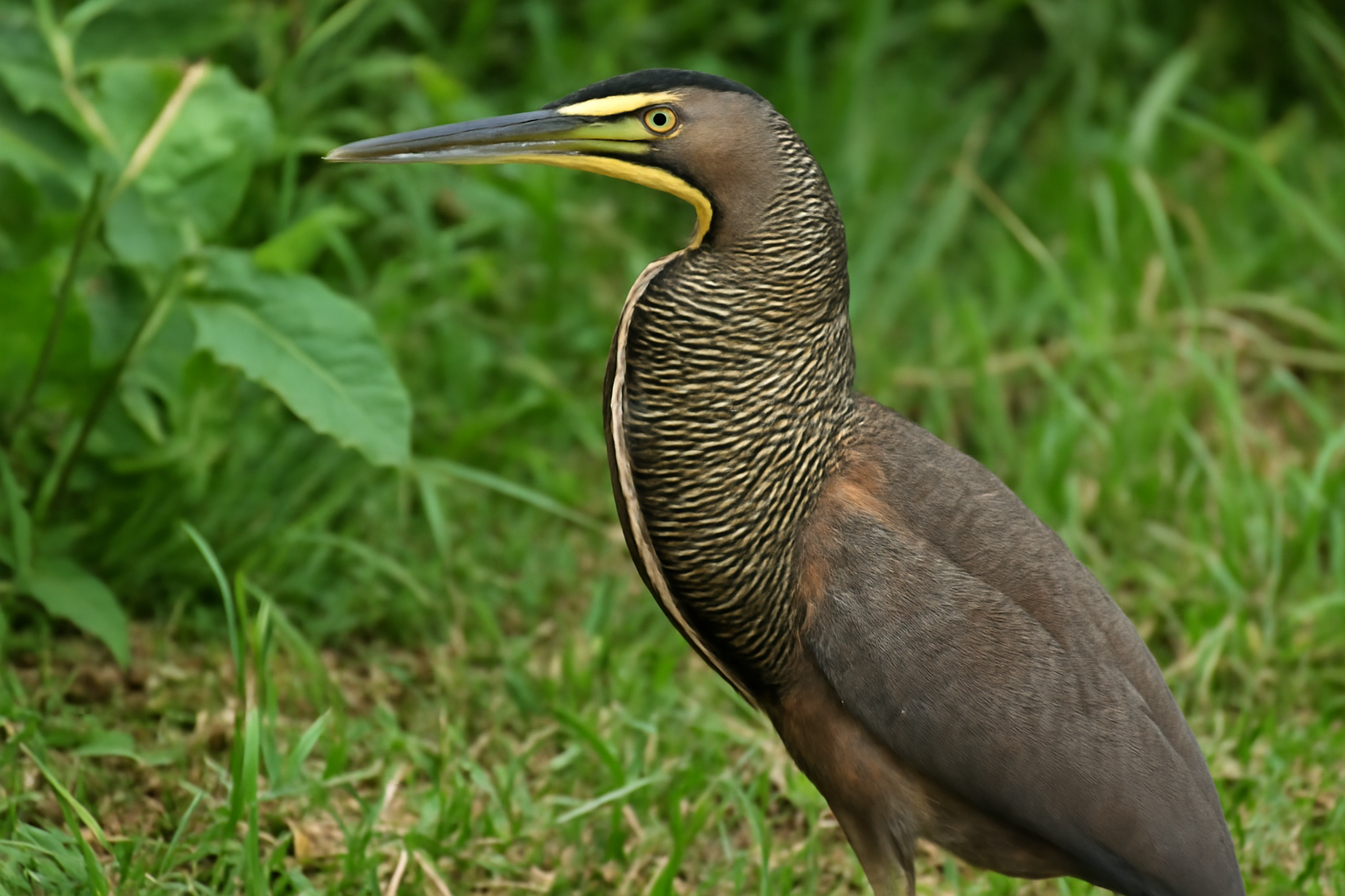 Bare-throated Tiger Heron