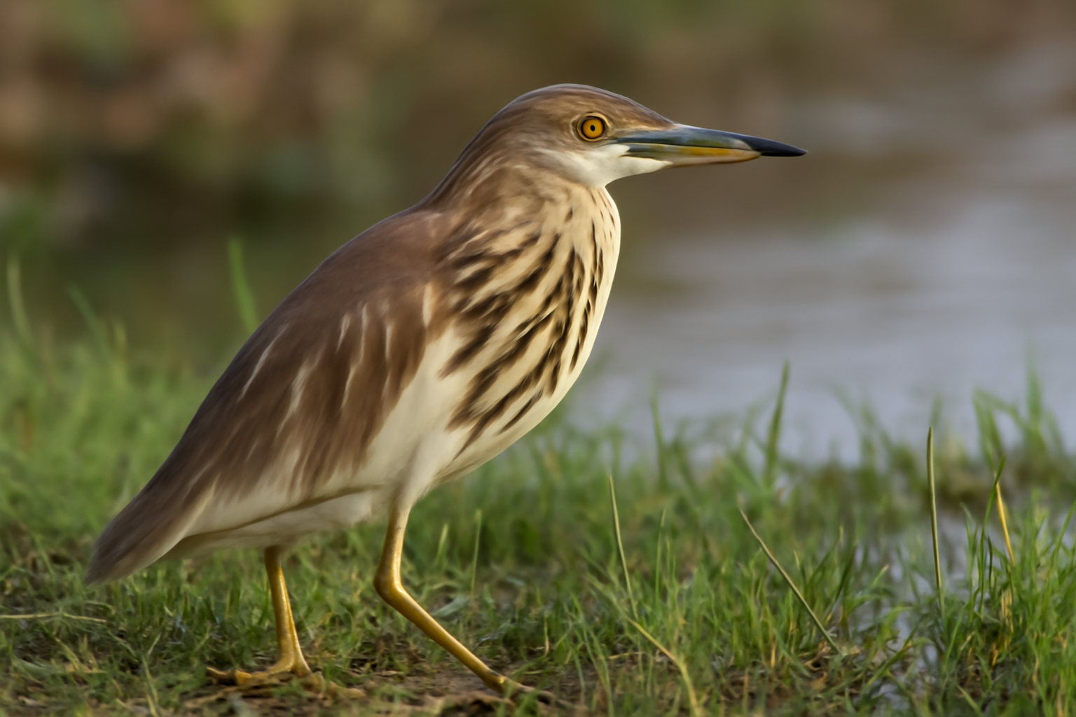 Indian Pond Heron
