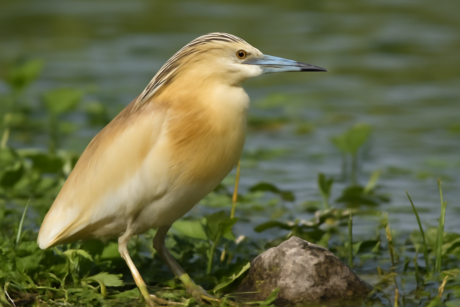 Squacco Heron