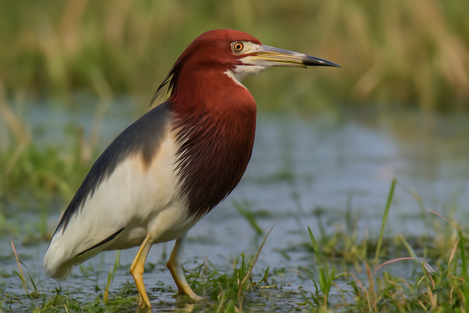 Chinese Pond Heron