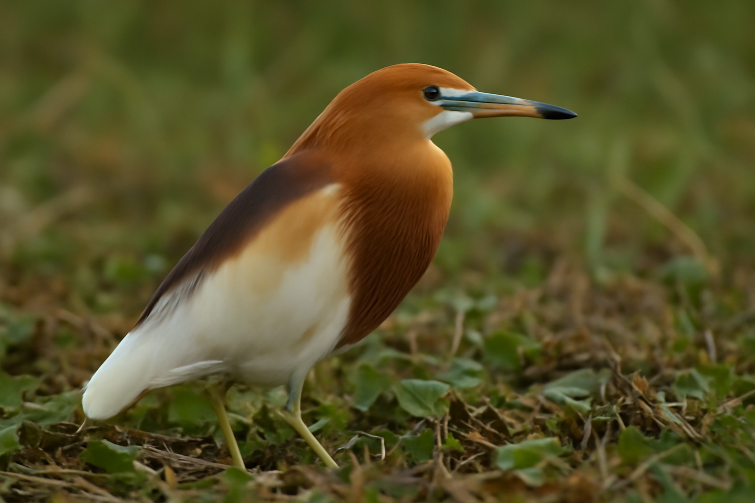 Javan Pond Heron