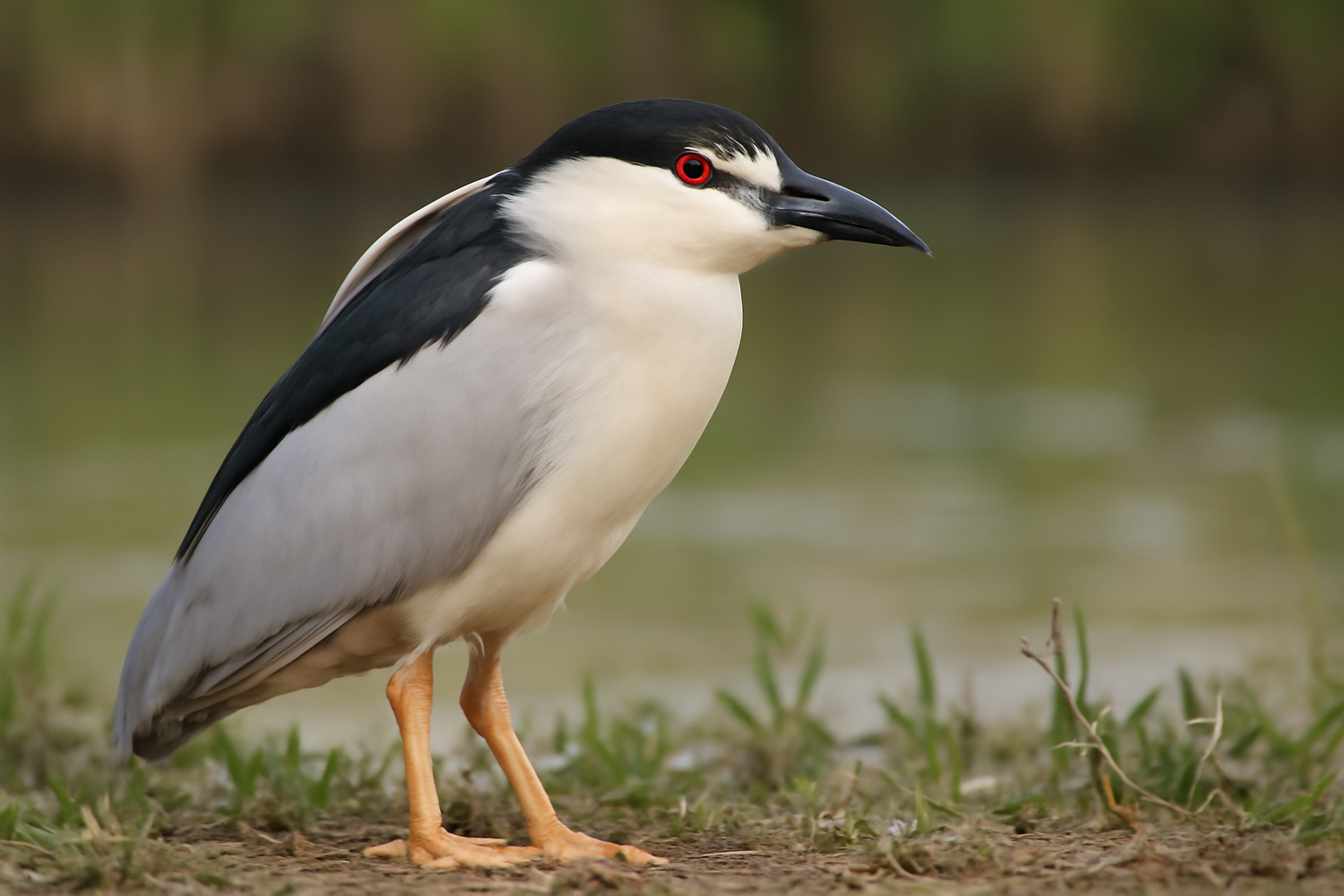 Black-crowned Night Heron