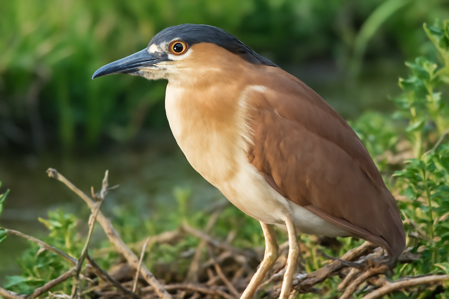 Nankeen Night Heron