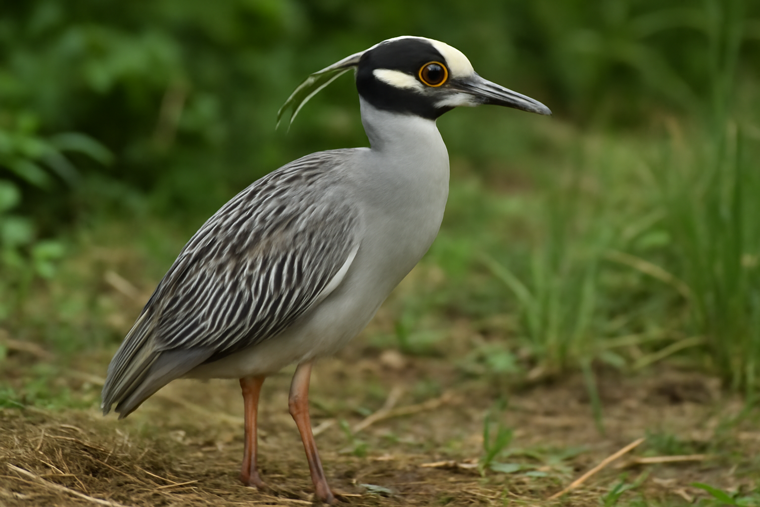 Yellow-crowned Night Heron