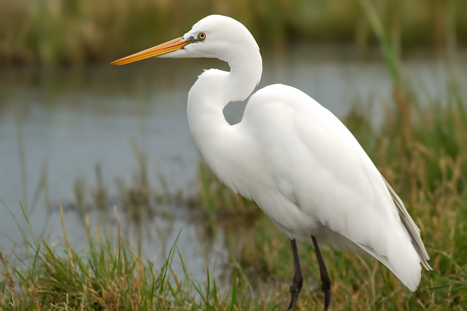 Great Egret