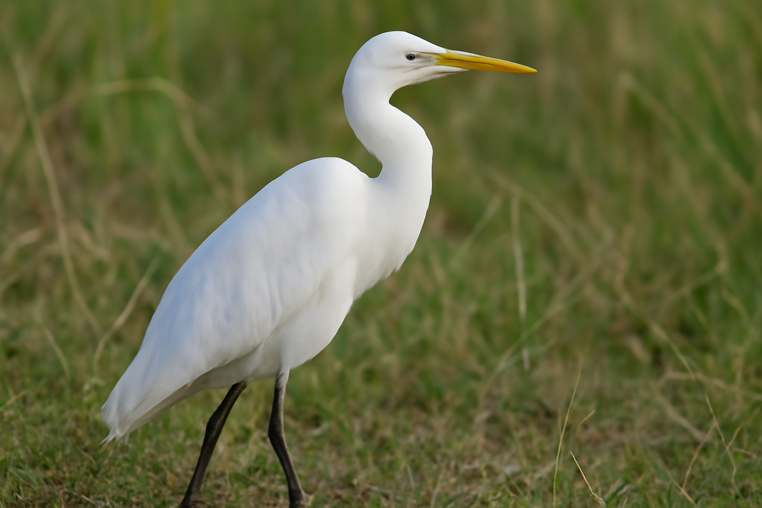 Intermediate Egret