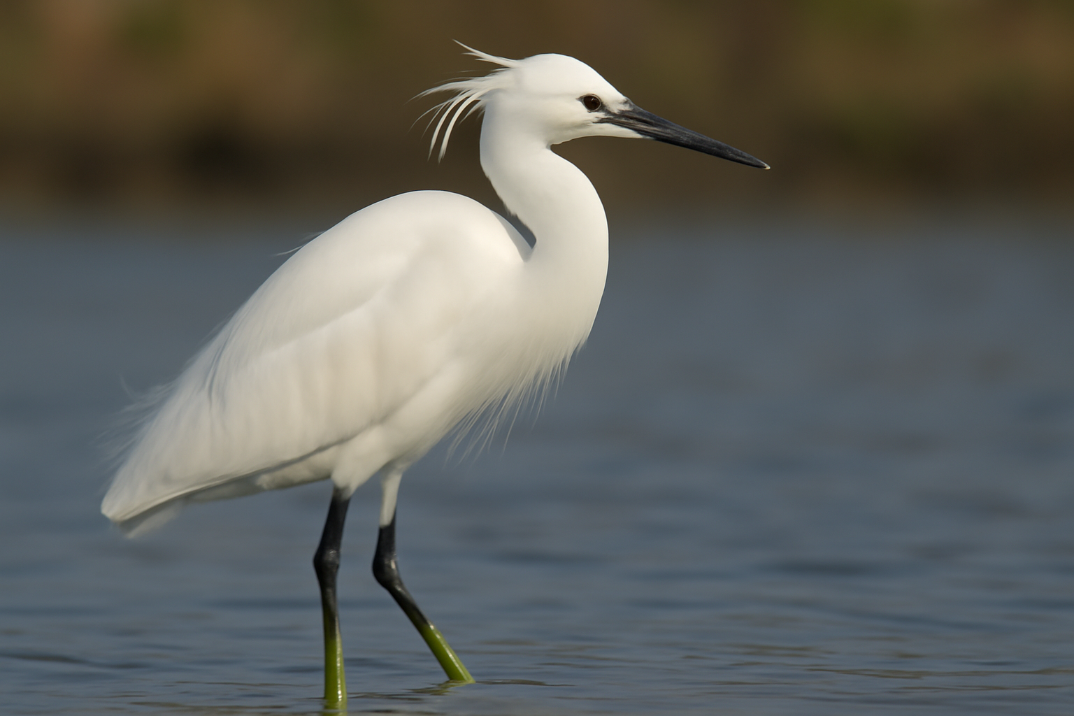 Chinese Egret