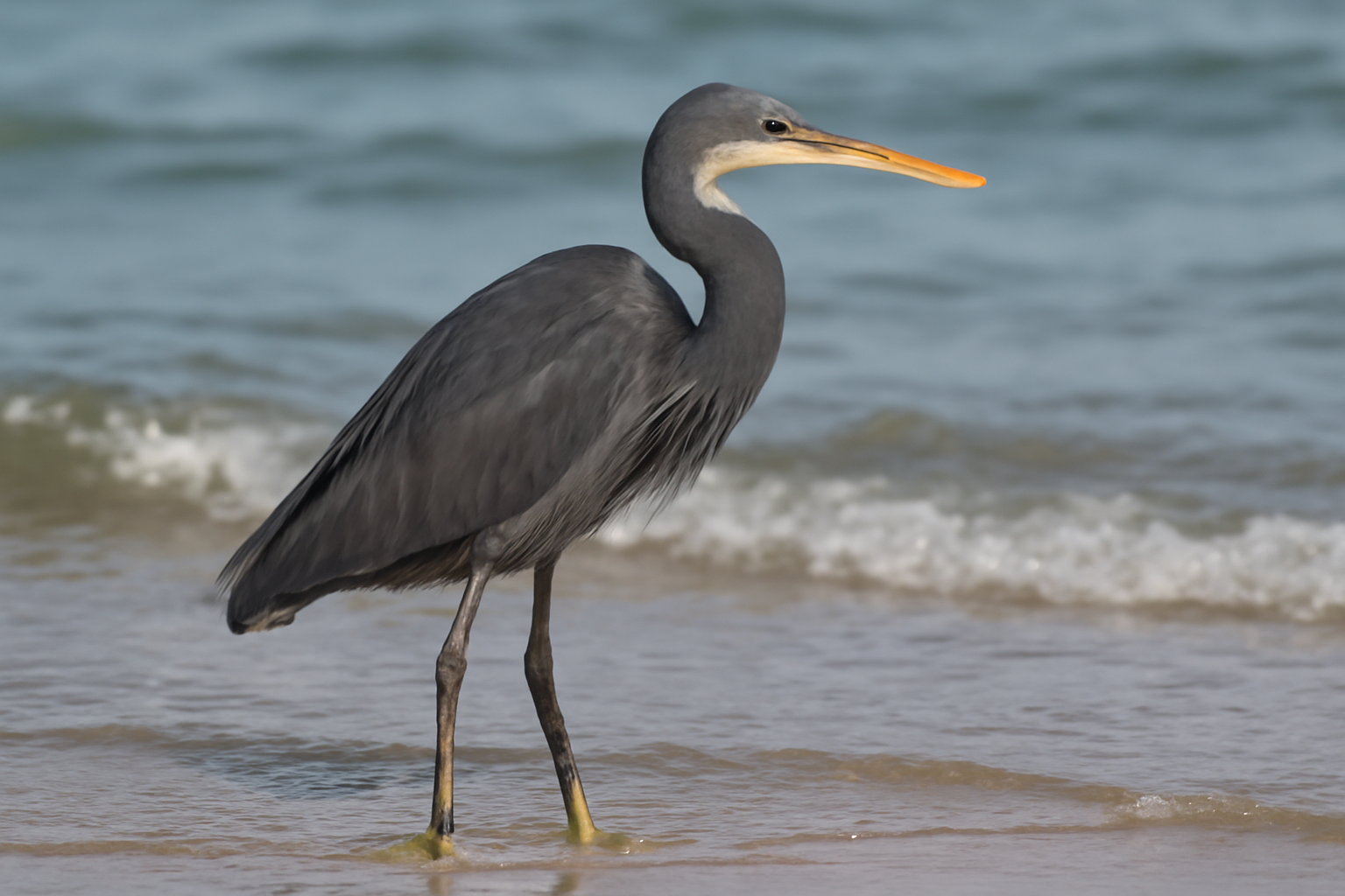 Western Reef Egret