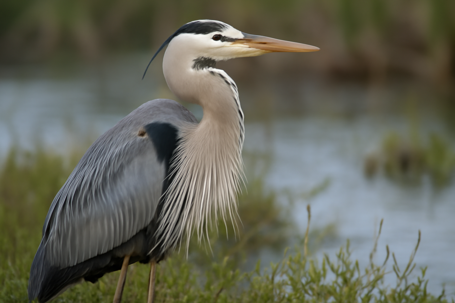 Great Blue Heron