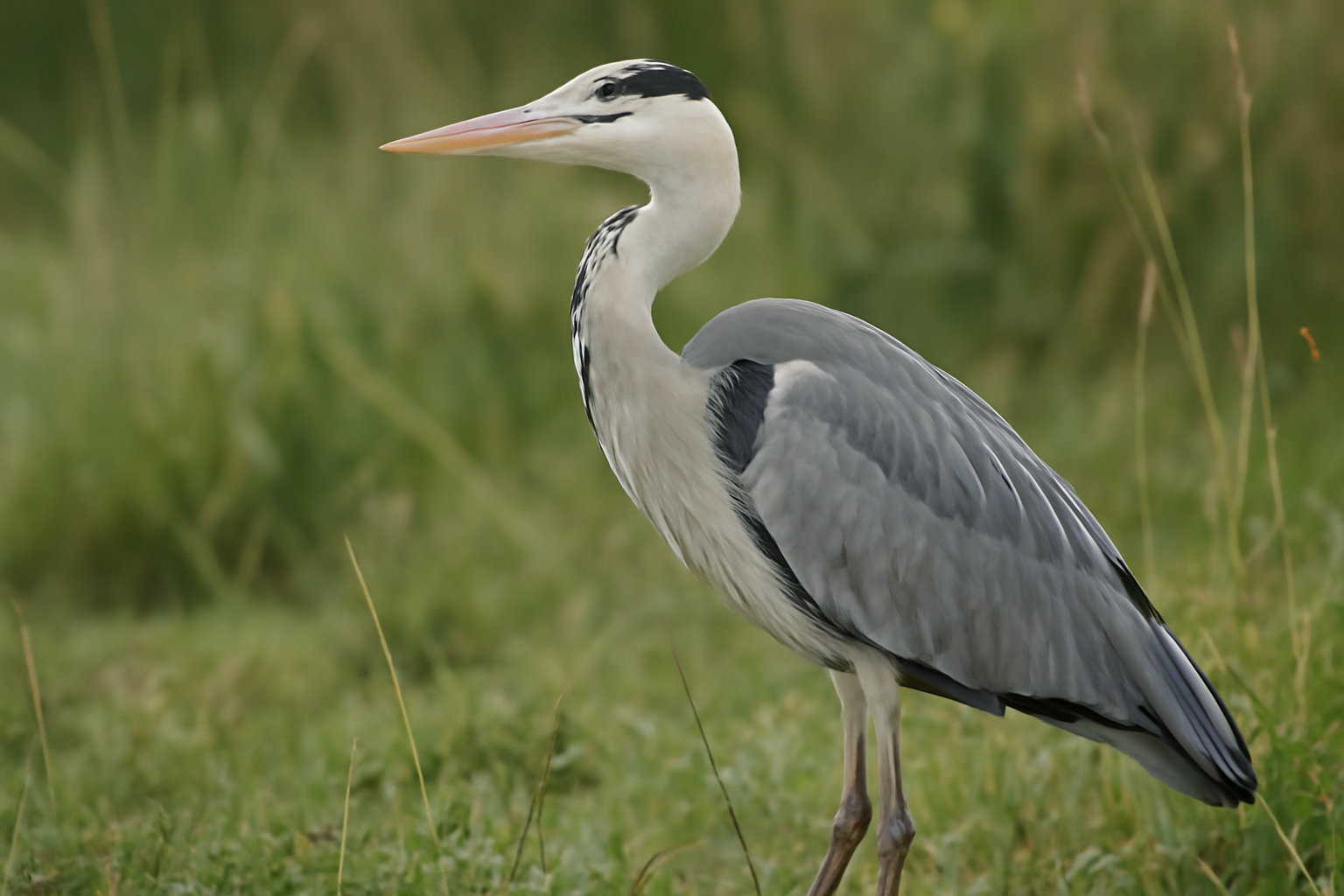 Grey Heron